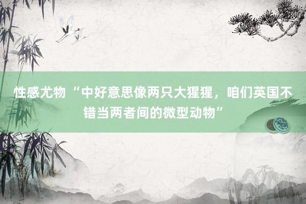 性感尤物 “中好意思像两只大猩猩，咱们英国不错当两者间的微型动物”